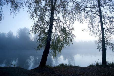 Waiting for the morning dawn in the cold forest and in the dense fog in autumnの写真素材