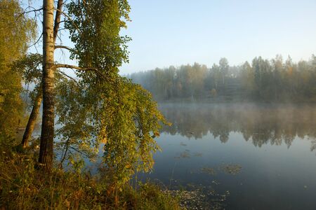 Waiting for the morning dawn in the cold forest and in the dense fog in autumnの写真素材