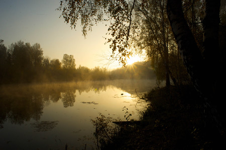 Waiting for the morning dawn in the cold forest and in the dense fog in autumnの写真素材