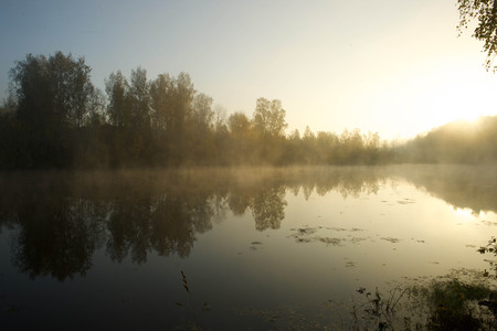 Waiting for the morning dawn in the cold forest and in the dense fog in autumnの写真素材
