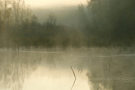 Waiting for the morning dawn in the cold forest and in the dense fog in autumnの写真素材