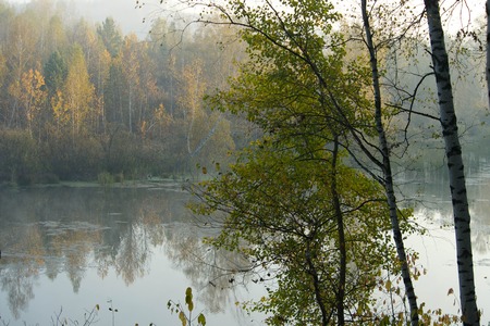 Waiting for the morning dawn in the cold forest and in the dense fog in autumnの写真素材