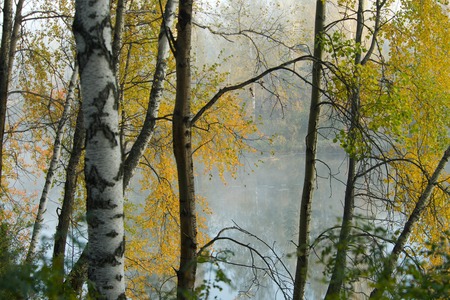 Waiting for the morning dawn in the cold forest and in the dense fog in autumnの写真素材