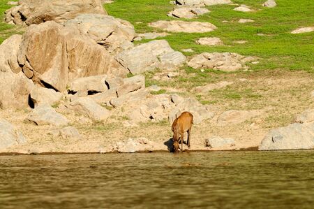 A lone deer on a green meadow, Sayanyの写真素材