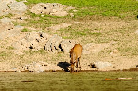 A lone deer on a green meadow, Sayanyの写真素材