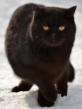 sight of a black cat walking on the snow