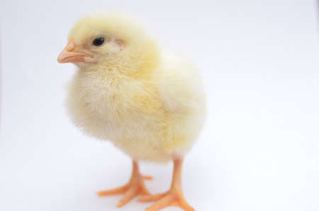 chick on white background