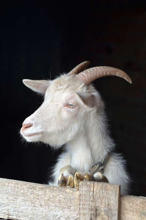 home white goat and her lookの写真素材