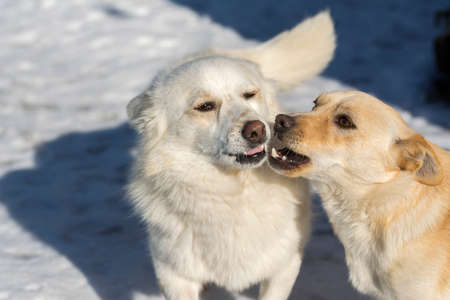 dogs say something to each otherの写真素材