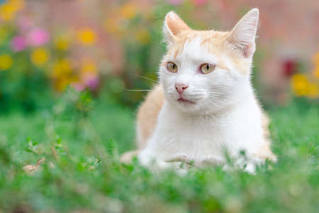 cat lurking in the grass