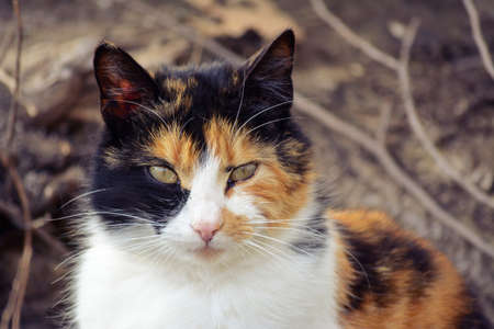 cat lookingの写真素材