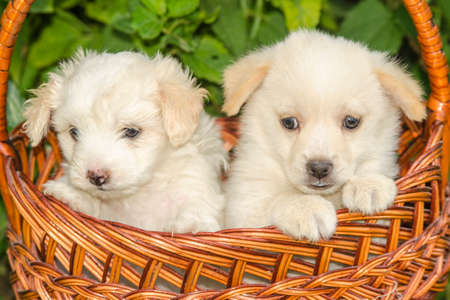 dogs in a basketの写真素材