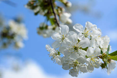 flowering cherry A fruit treeの写真素材