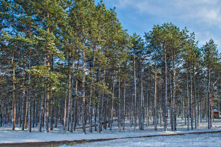 the winter pine forest a clear sky