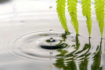 circles on water from falling and fernの写真素材
