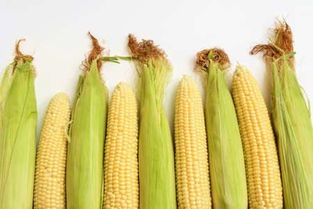 Kachan ripe juicy of corn of grainsの写真素材