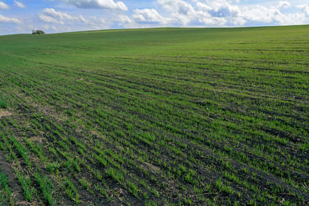 a beautiful landscape of the field skyの写真素材