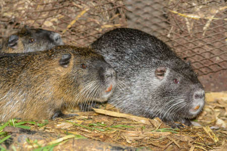 breeding nutria in house conditionsの写真素材