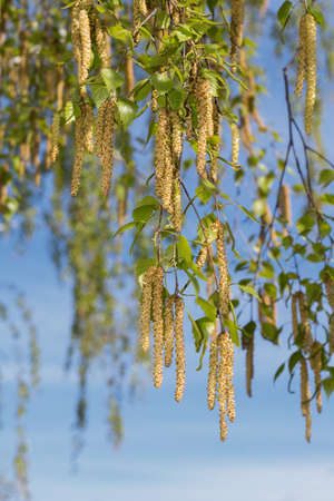 Sergi birch against the skyの写真素材