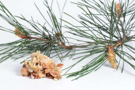 congealed juice and a sprig of pineの写真素材