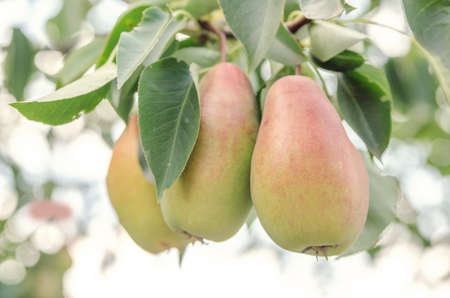 pear hanging on a branch