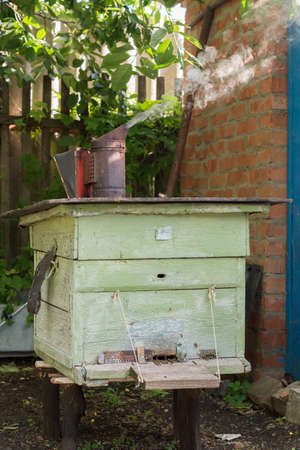 inspection of bee hive cells