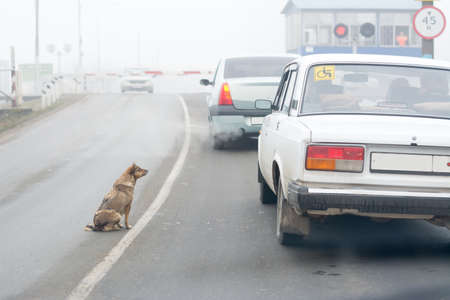 dog sitting near railway crossing looking at the carの写真素材