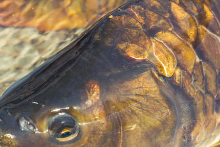 big carp swimming in the waterの写真素材