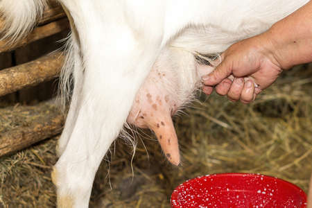 the milkmaid milking a goatの写真素材