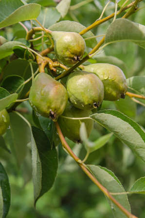 the pear growing on the treeの写真素材