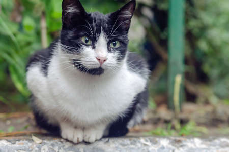 black and white cat sitting and staring