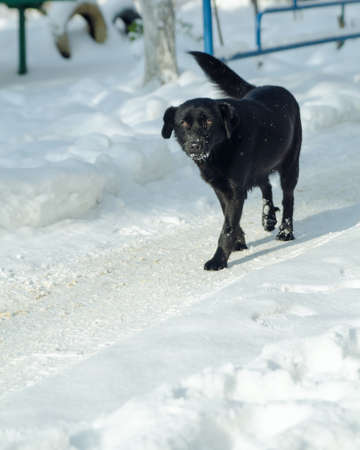 the dog goes through the snowの写真素材