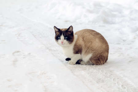 beautiful cat sitting in the snowの写真素材