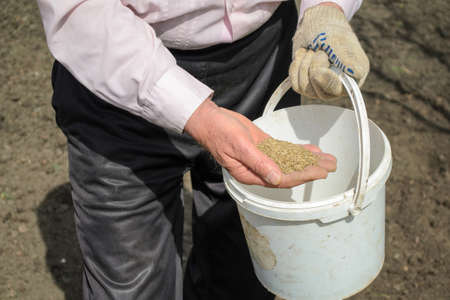 man holding in his hand the seedsの写真素材