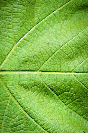 close up leaf of the tree