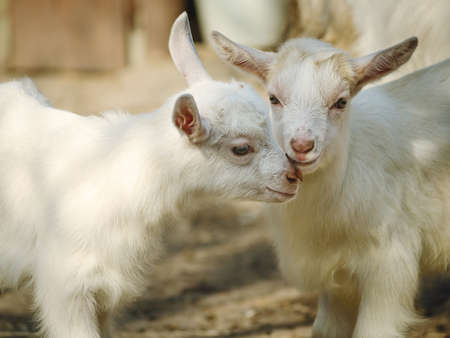 two little goats playing