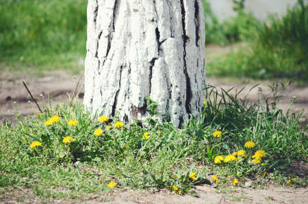 dandelions grow near the treeの写真素材