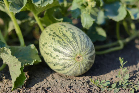 melon grows in the gardenの写真素材