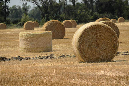straw bales lie on the field