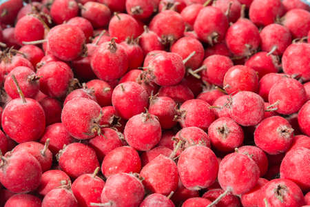 a lot of berries of hawthornの写真素材