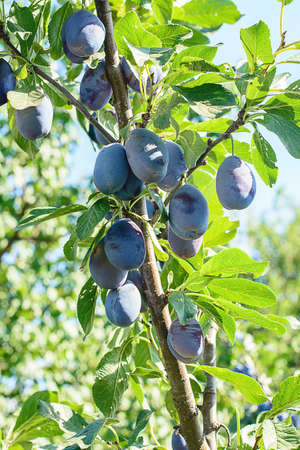 plum berries grow on the treeの写真素材
