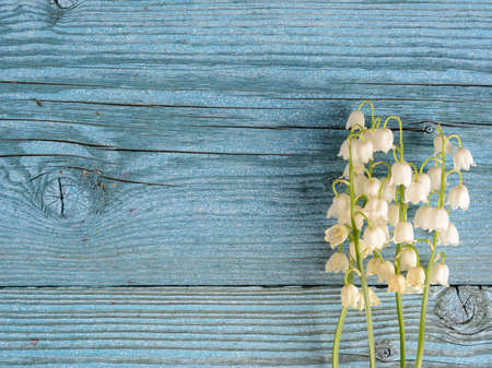 lilies of the valley lie on a wooden surface of blue color