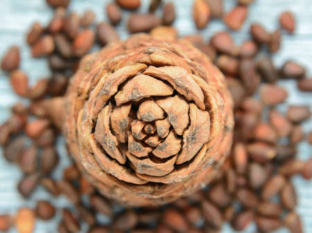 pine cones and a number of nutsの写真素材