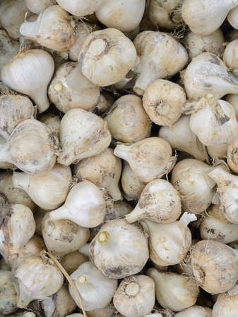many heads of garlic close-upの写真素材