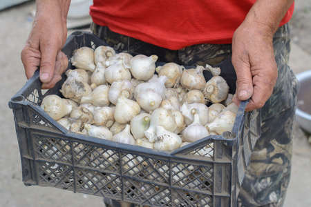 man holds a box of garlicの写真素材