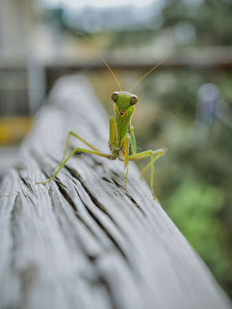 the mantis sits on a wooden surface