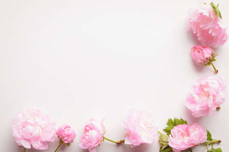 red blooming flowers on whiteの写真素材