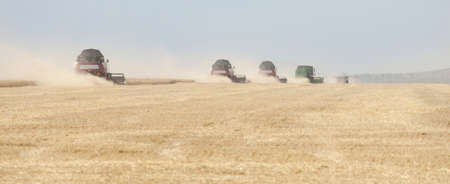 combines in the field of wheat harvested
