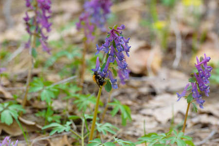 Purple fragrant flower nature bee pollenの写真素材