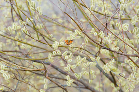 Butterfly sitting Willow Tree